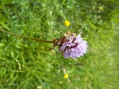 Traunsteinera globosa