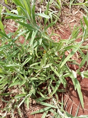 Achyrocline saturejoides