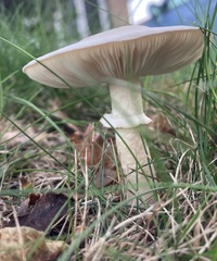 Leucoagaricus leucothites