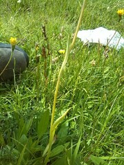 Traunsteinera globosa