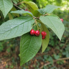 Cotoneaster rehderi