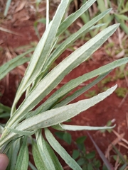 Achyrocline saturejoides