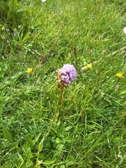 Traunsteinera globosa