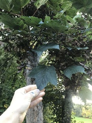 Acer pseudoplatanus