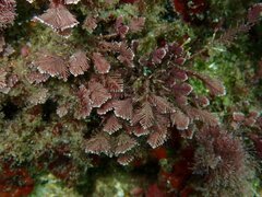 Ellisolandia elongata