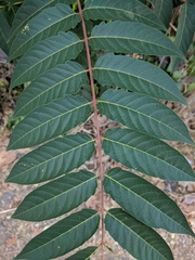 Ailanthus altissima
