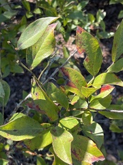 Vaccinium fuscatum