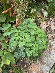 Aquilegia canadensis