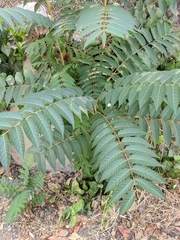 Ailanthus altissima