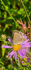 Polyommatus icarus