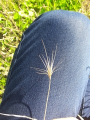 Hordeum