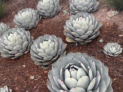 Agave parryi truncata