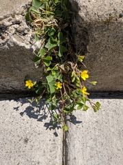Oxalis corniculata