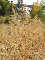 Axyris amaranthoides