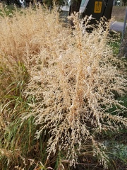 Axyris amaranthoides