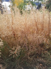 Axyris amaranthoides