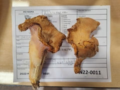 Cantharellus flavolateritius