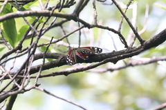 Campylotes histrionicus