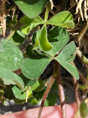 Oxalis corniculata