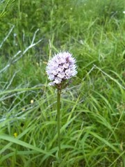Traunsteinera globosa