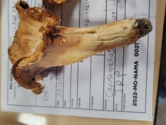 Cantharellus flavolateritius