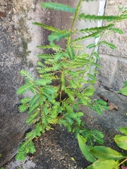 Phyllanthus urinaria