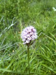 Traunsteinera globosa