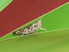 Cyrtacanthacris tatarica