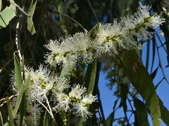 Melaleuca leucadendra