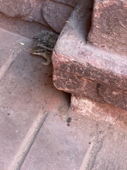 Funambulus pennantii