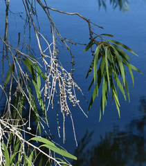 Melaleuca fluviatilis