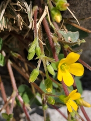 Oxalis corniculata