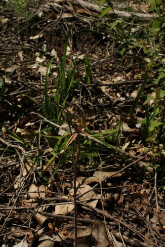 Image of Caladenia brownii by (c) Em Lamond, some rights reserved (CC BY)