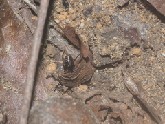 Oedignatha scrobiculata