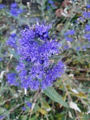 Caryopteris