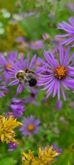 Bombus impatiens