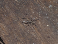 Spartaeus spinimanus