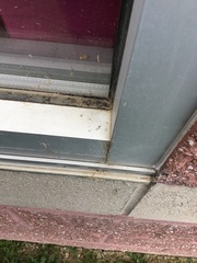 Tetramorium immigrans