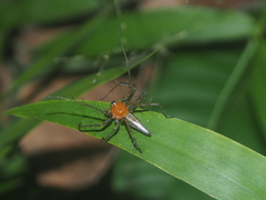 Oxyopes lineatipes