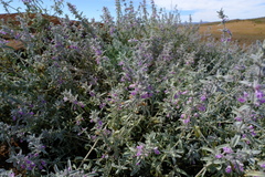 Stachys rugosa