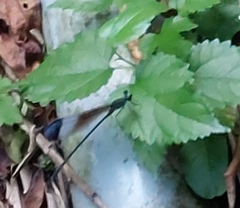 Psolodesmus mandarinus mandarinus
