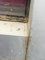 Tetramorium immigrans