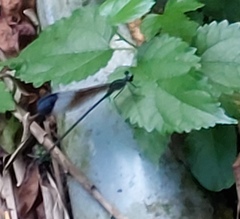 Psolodesmus mandarinus mandarinus