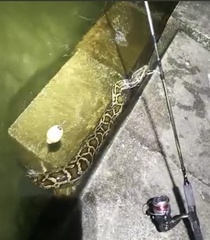 Python bivittatus