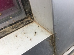 Tetramorium immigrans