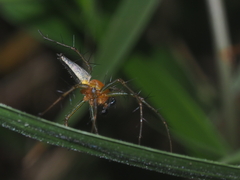 Oxyopes lineatipes