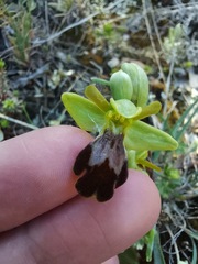 Ophrys fusca