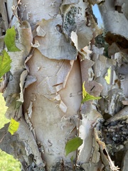 Betula nigra