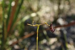 Drakaea livida