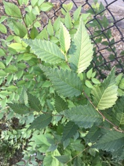 Ulmus